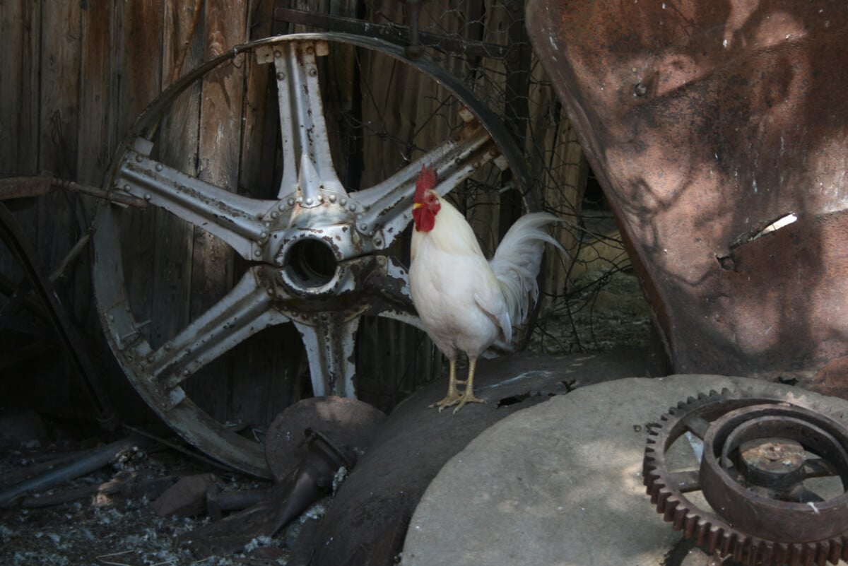 A chicken sitting on a hub cap in Jerome