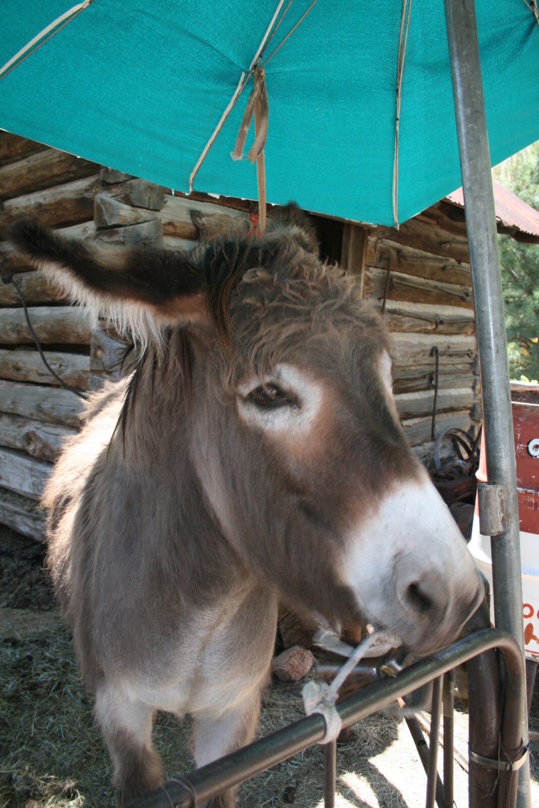 Burro