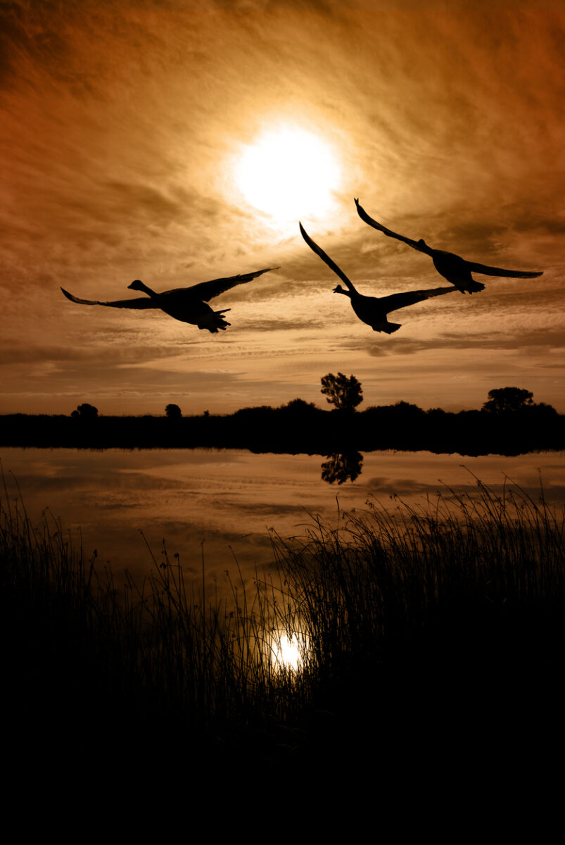 best birdwatching in Texas