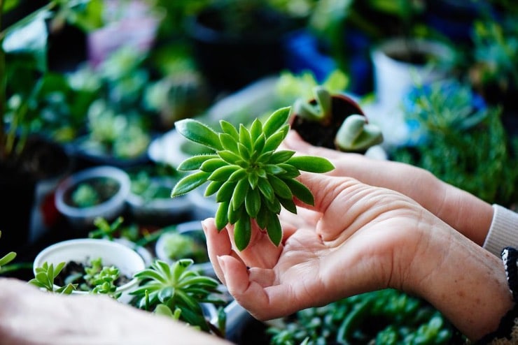 building a terrarium