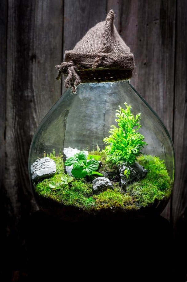 building a terrarium