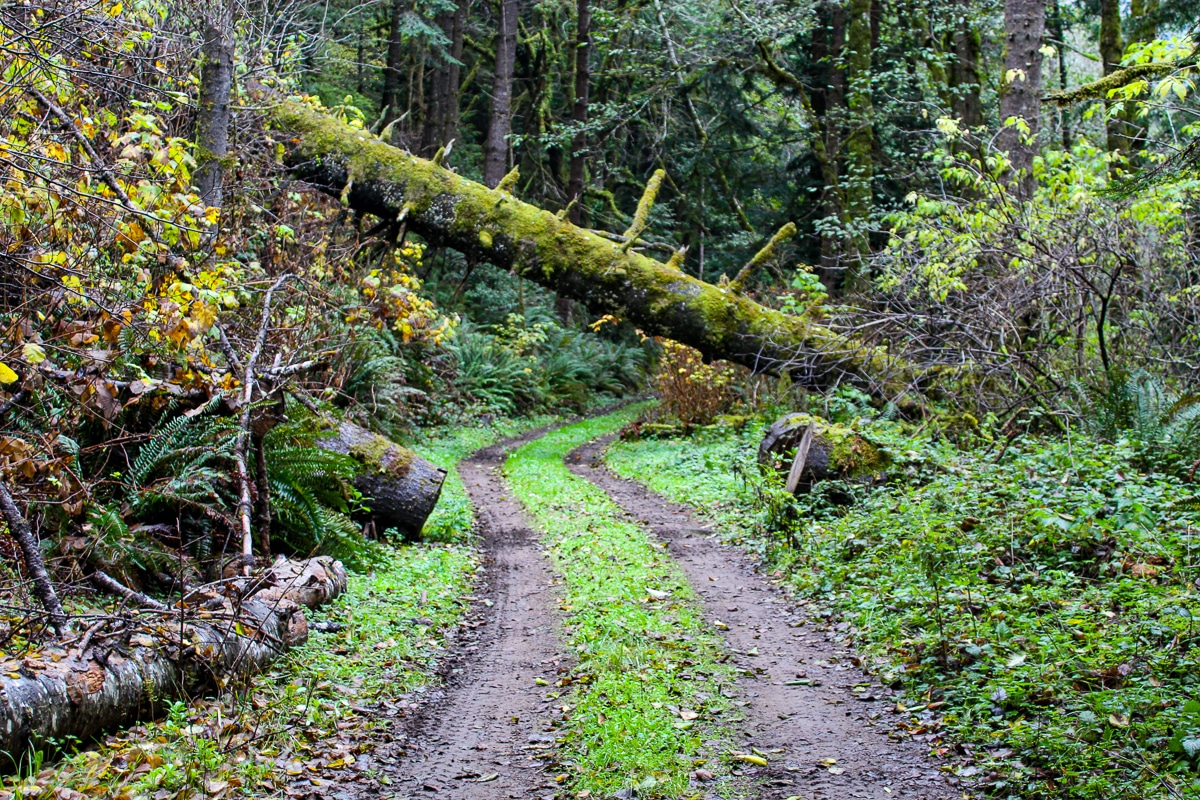 Newport Ranch redwood forest and woodlands.