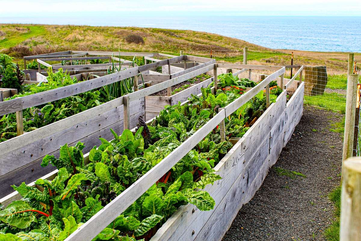 Inn at Newport Ranch seaside kitchen garden
