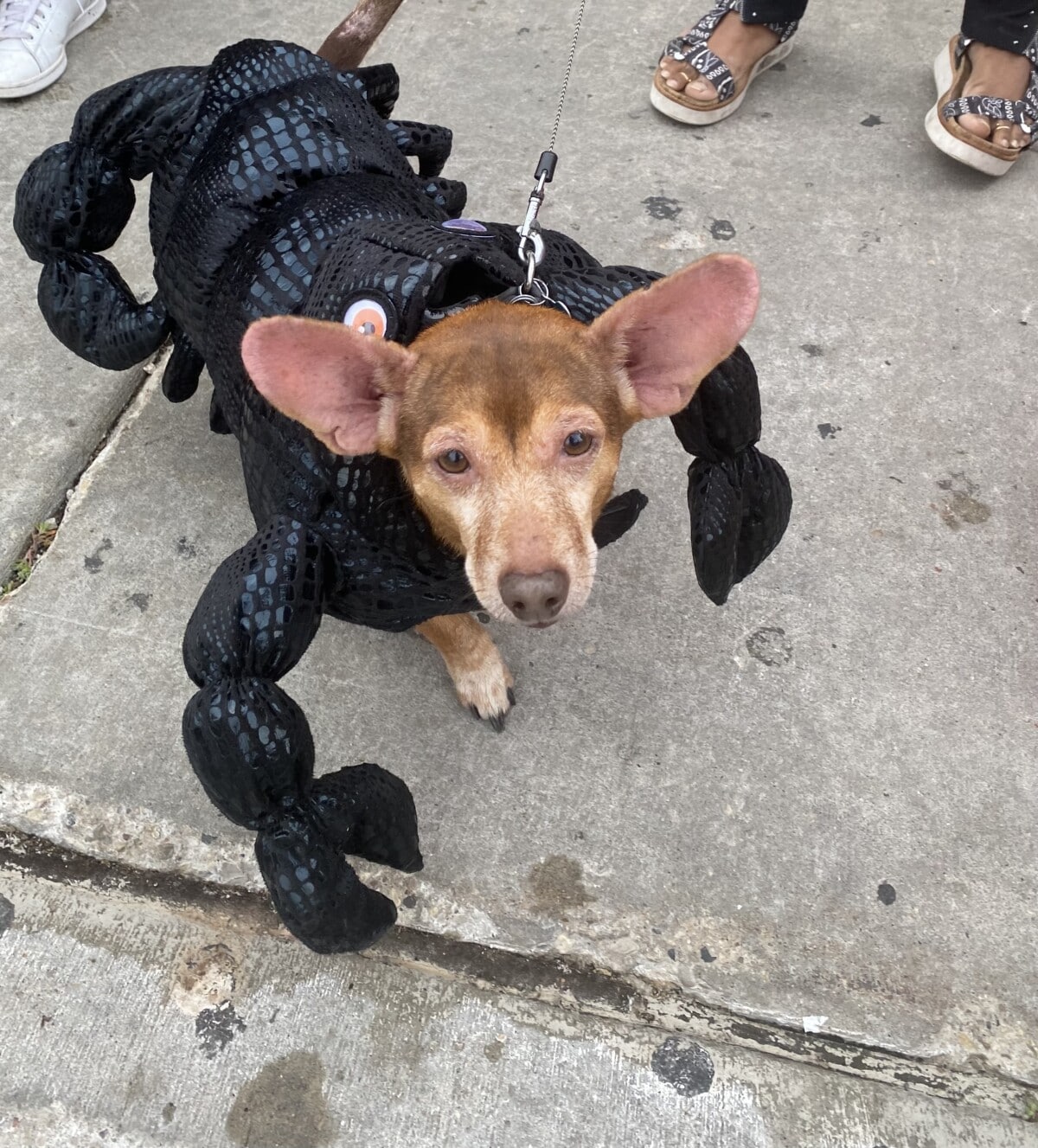 pet lovers guide to Milwaukee