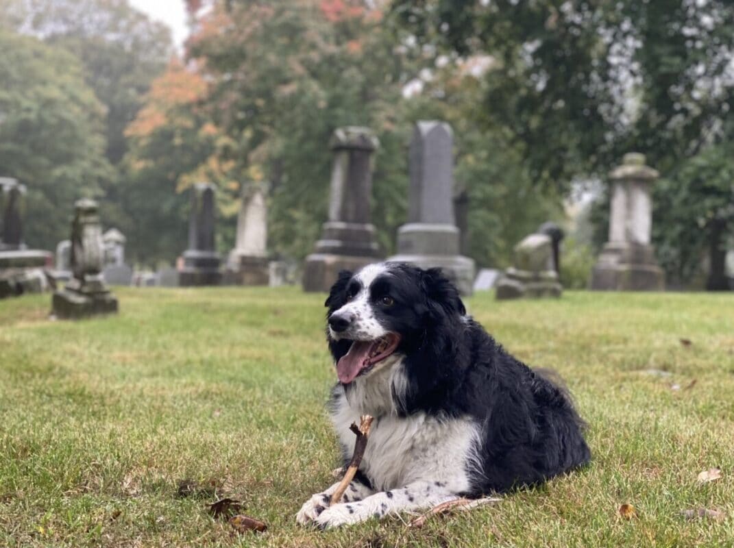 pet lovers guide to Milwaukee