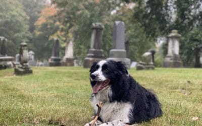 Pet Lovers’ Guide to Milwaukee