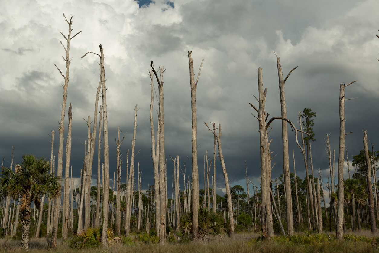 St. Marks National Wildlife Refuge in Florida 3 St. Marks National Wildlife Refuge, Florida Gulf Coast
