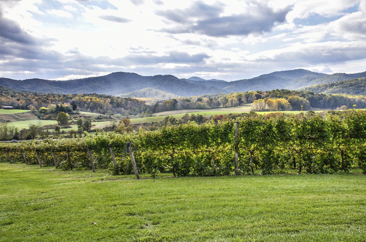 Wineries in Northern VA: Women Winemakers of Loudoun County