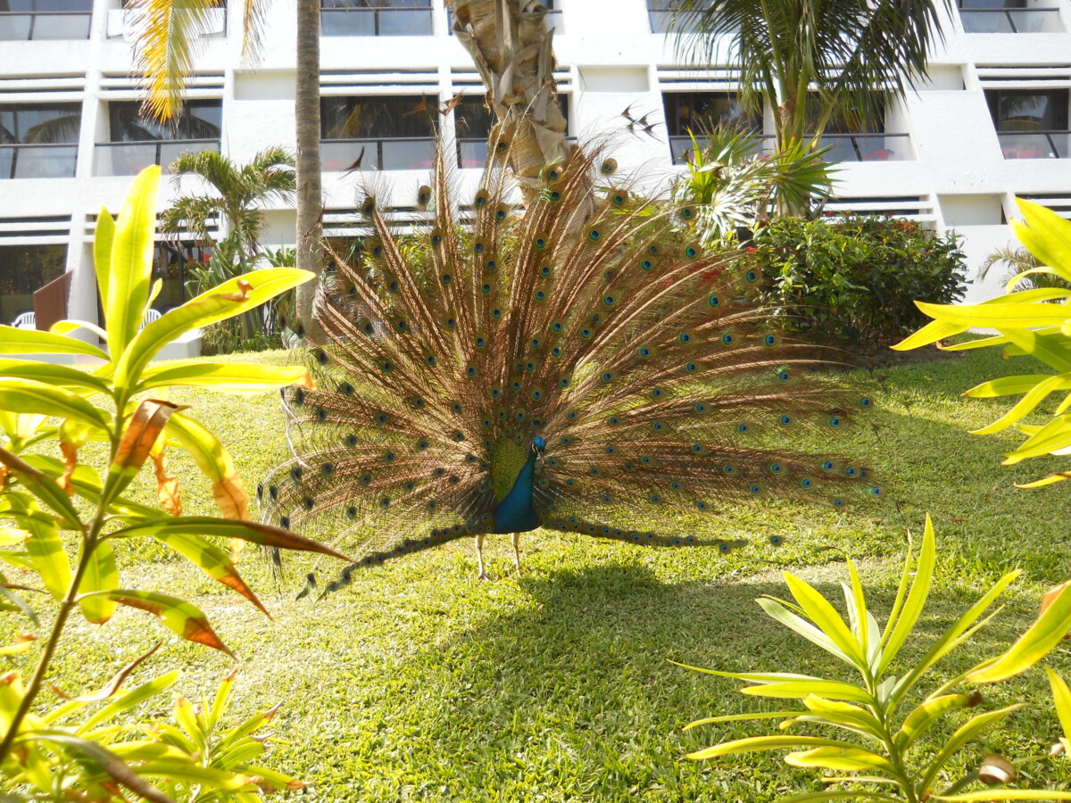 Cancún’s Grand Oasis Resort: Adventure to Xel-Há 1 Grand Oasis Resort in Cancún