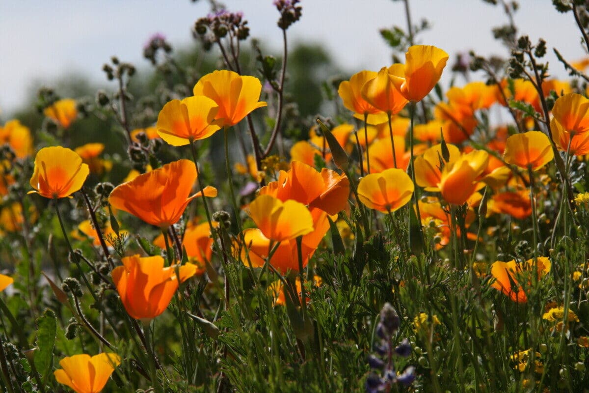 Arizona Wildflowers