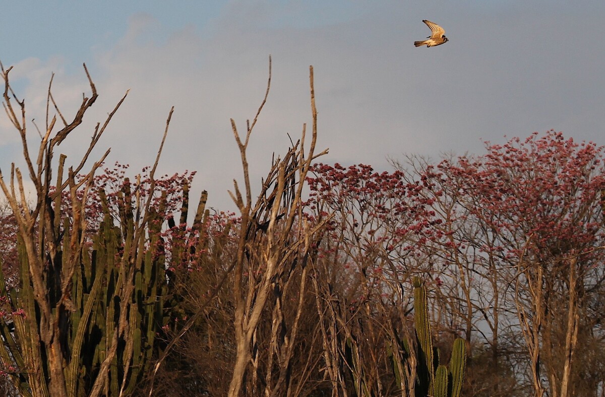 Raptors soar over the desert scrub of Mexico's Copper Canyon.