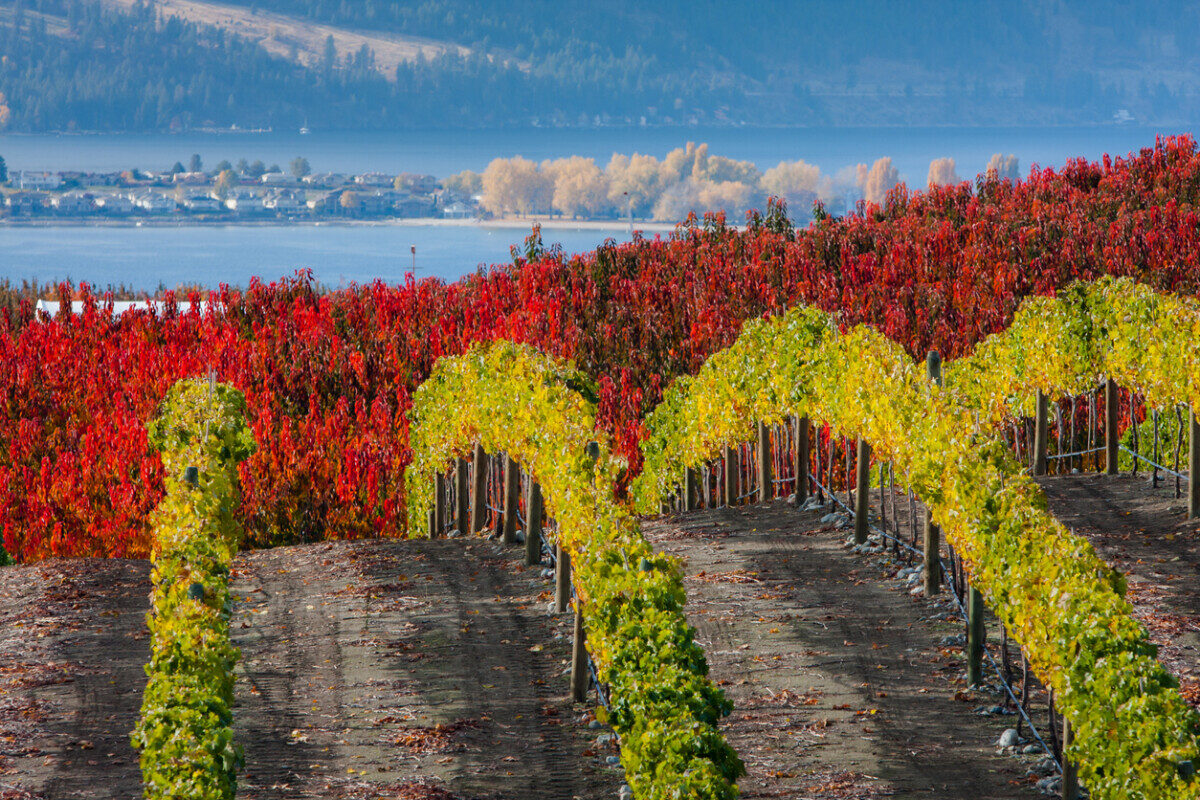 Washington's Lake Chelan Wine Country 106 Washington's Lake Chelan wine country offers exceptional food, wine, and accommodations. It is approachable and relaxed in a stunning setting.