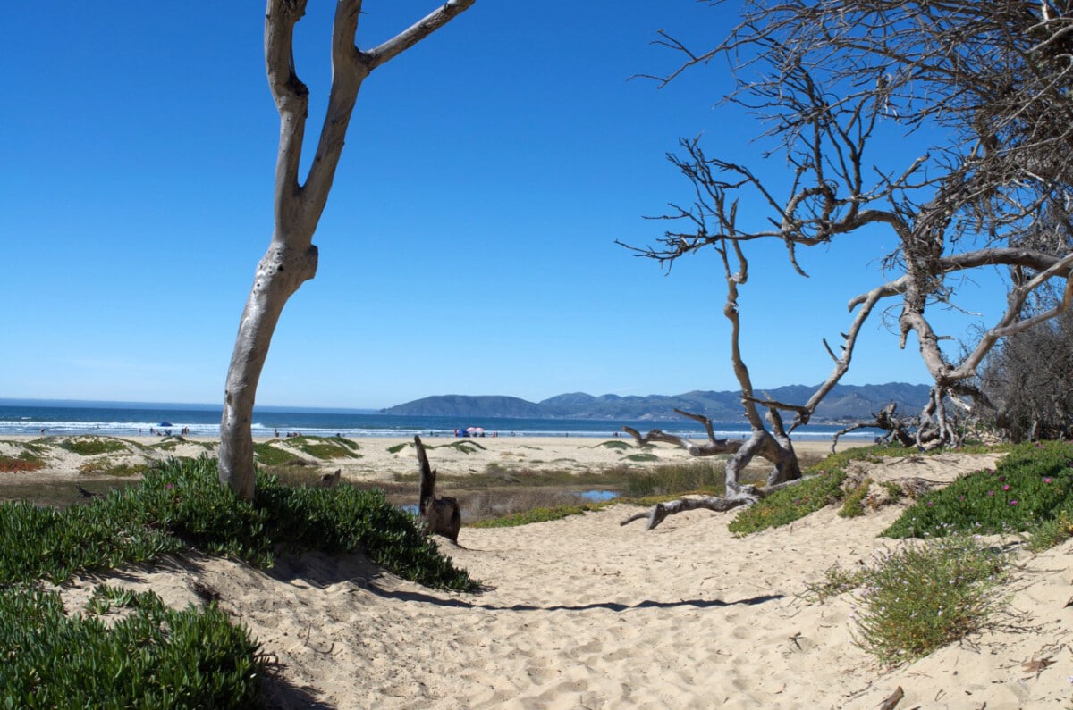 Coastline View © Cori Solomon butterflies at Pismo Beach