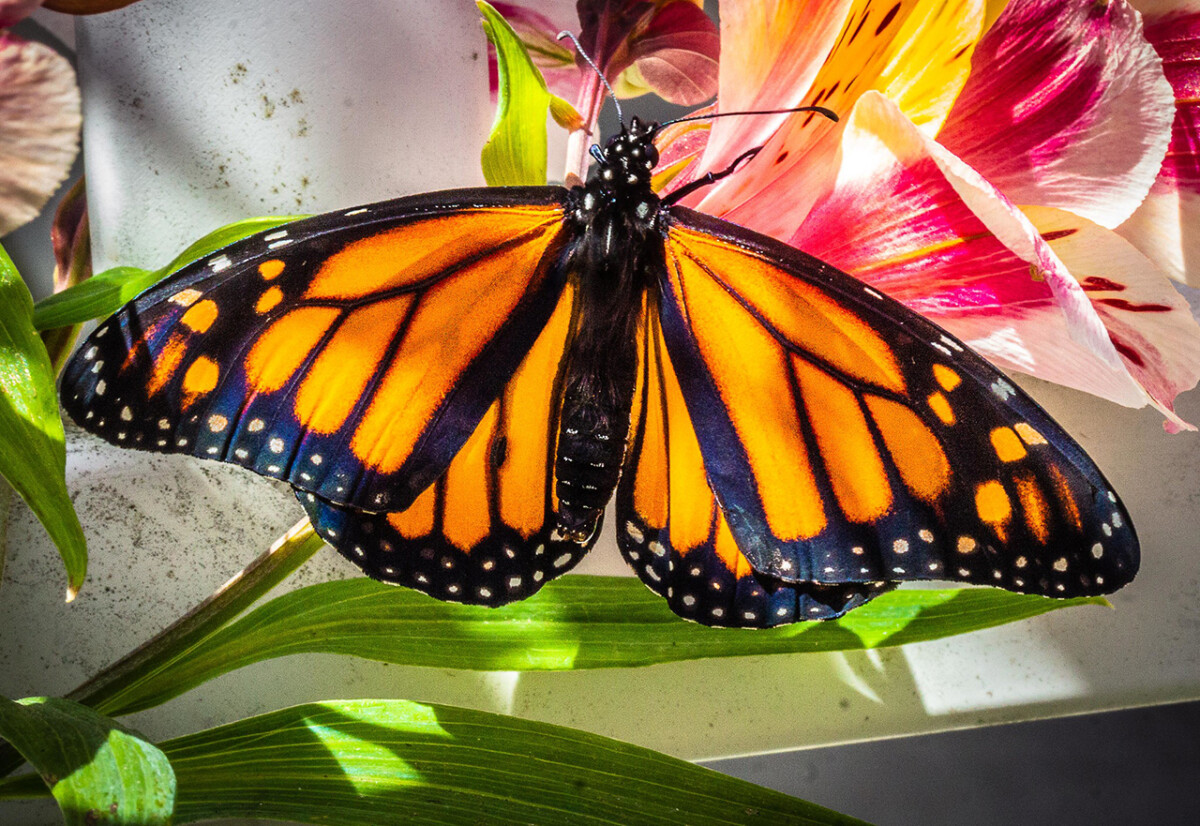 Experience the Butterflies at Pismo Beach 4 Male Monarch Butterfly © Highway 1 Discover Route
