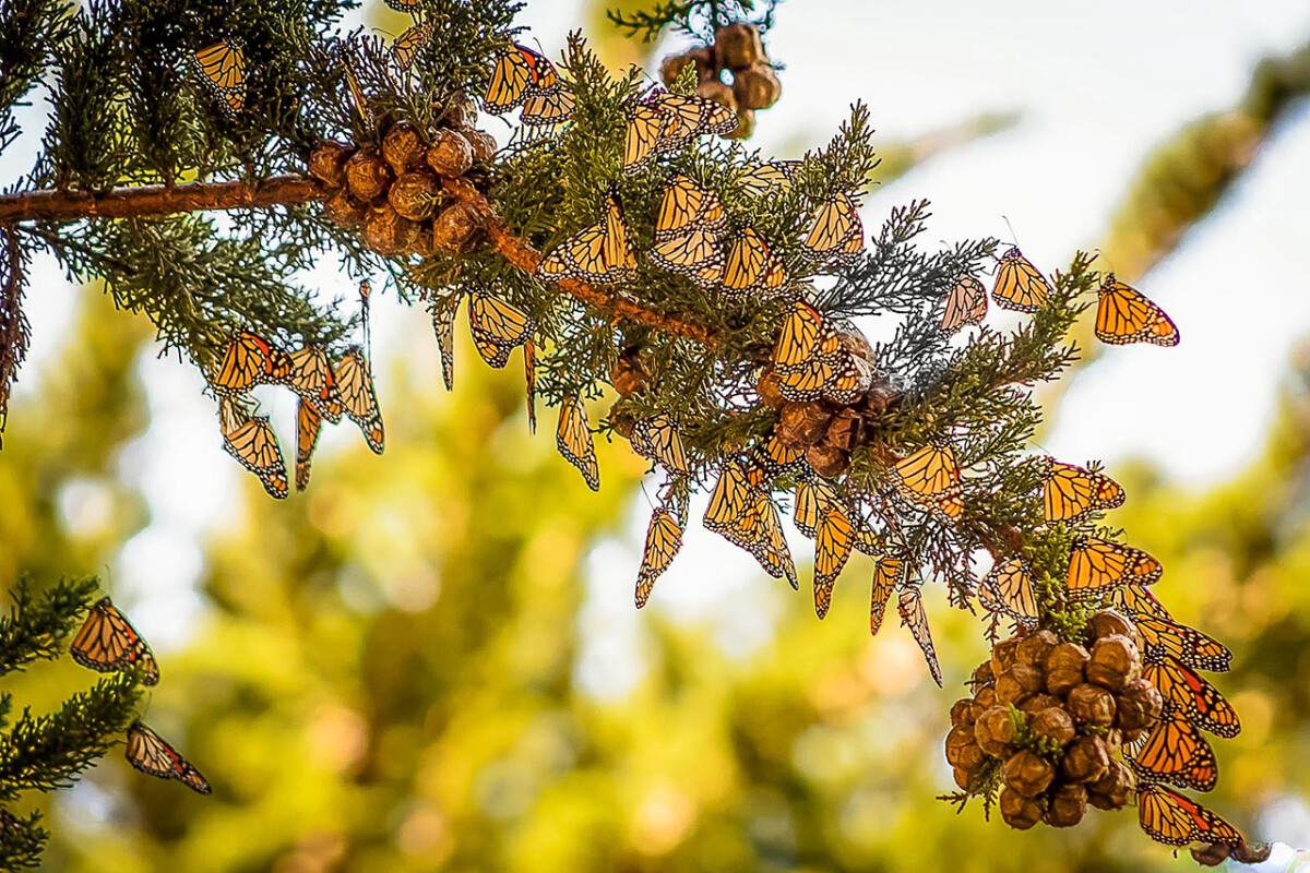 Experience the Butterflies at Pismo Beach 6 Monarch Butterflies at Pismo Beach Monarch Grove © Highway 1 Discovery Route