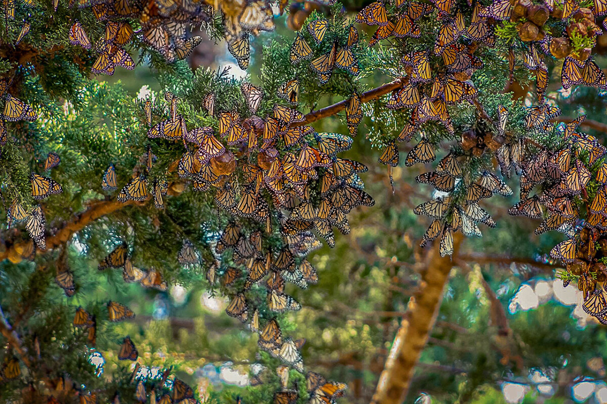 Experience the Butterflies at Pismo Beach 1 Monarch Butterflies © Hightway 1 Discovery Route
