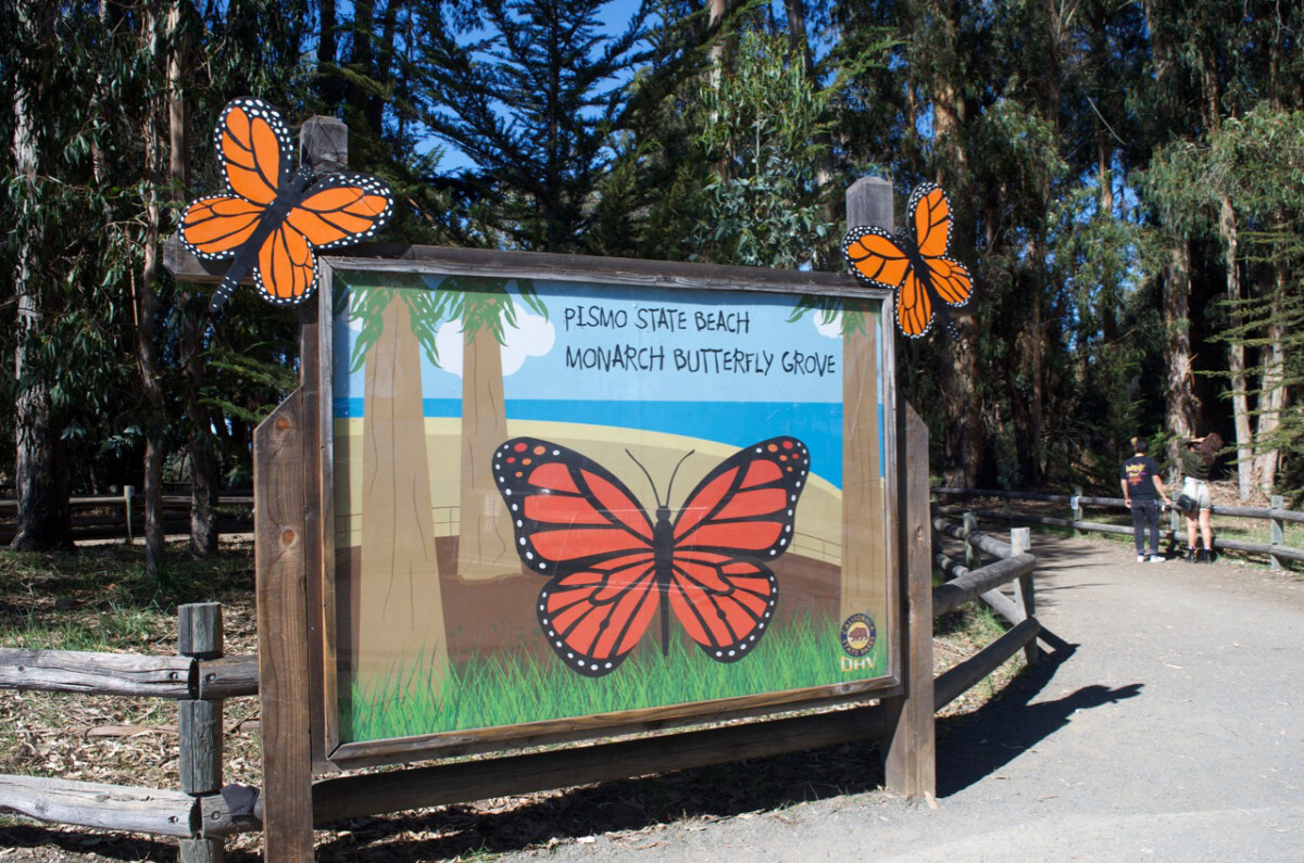 Experience the Butterflies at Pismo Beach 2 Pismo State Beach Monarch Grove © Cori Solomon butterflies at Pismo Beach