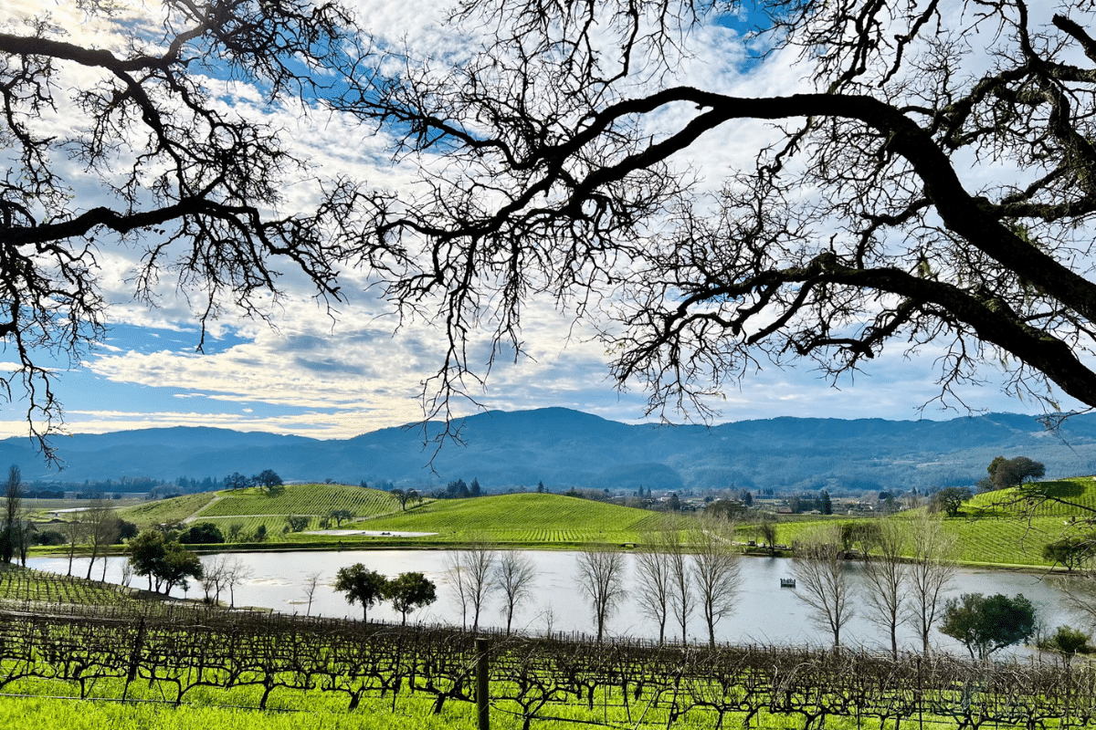 Best Guided Winery Tours in Napa and Sonoma