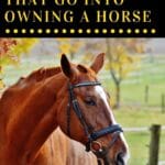 Owning a horse comes with a lot of rewards and a lot of responsibility. This is a guide to the essentials that go into owning a horse. 