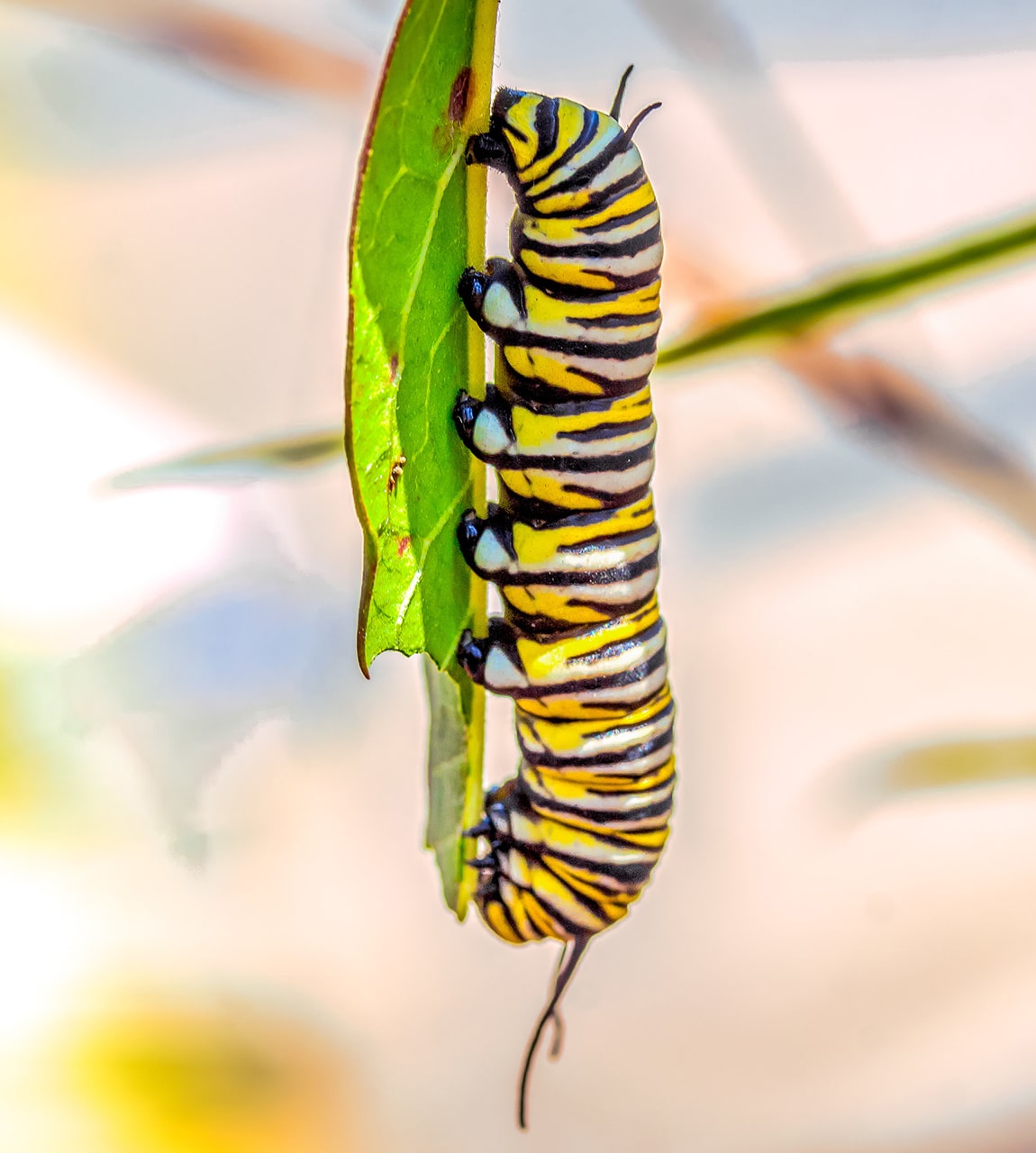 The Caterpillar © Highway 1 Discovery Route butterflies at Pismo Beach