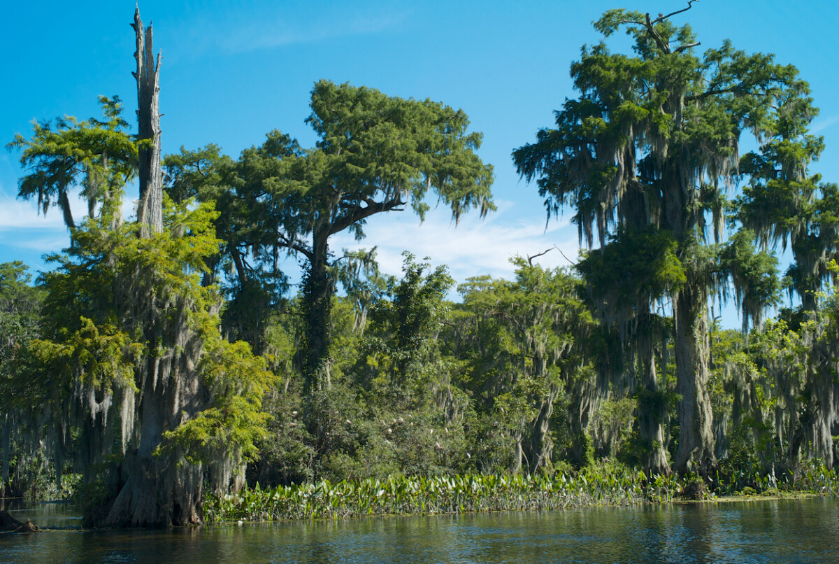 Discover Wakulla Springs State Park 14 Wakulla Springs