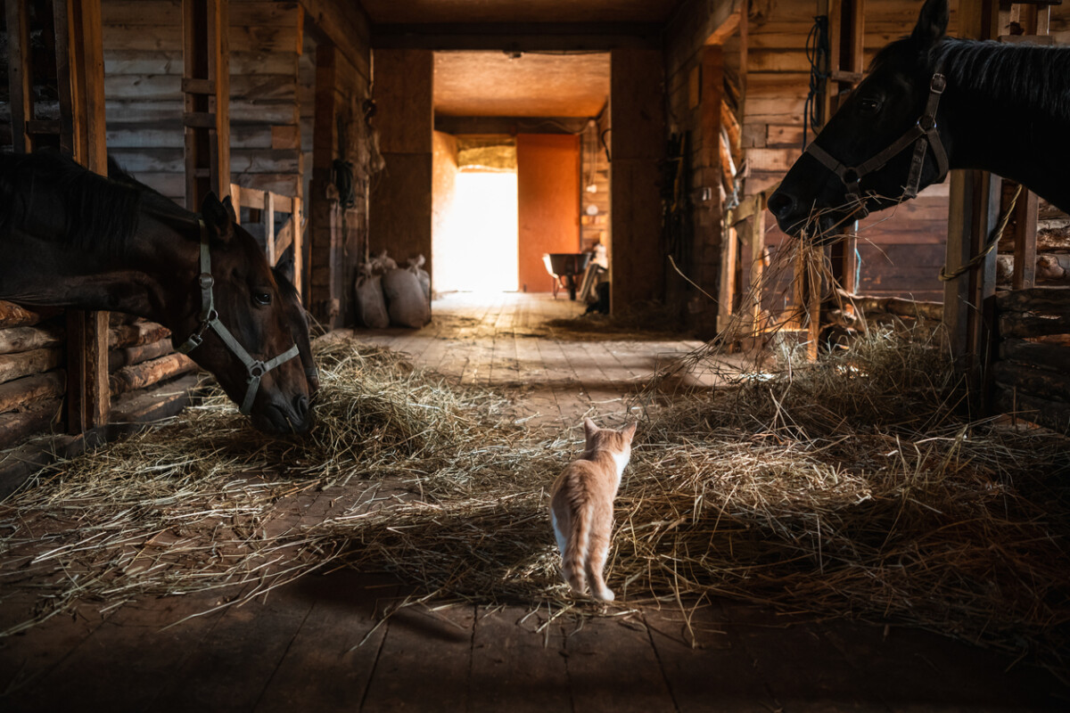 The 3 Essentials of Owning a Horse 6 Owning a Horse