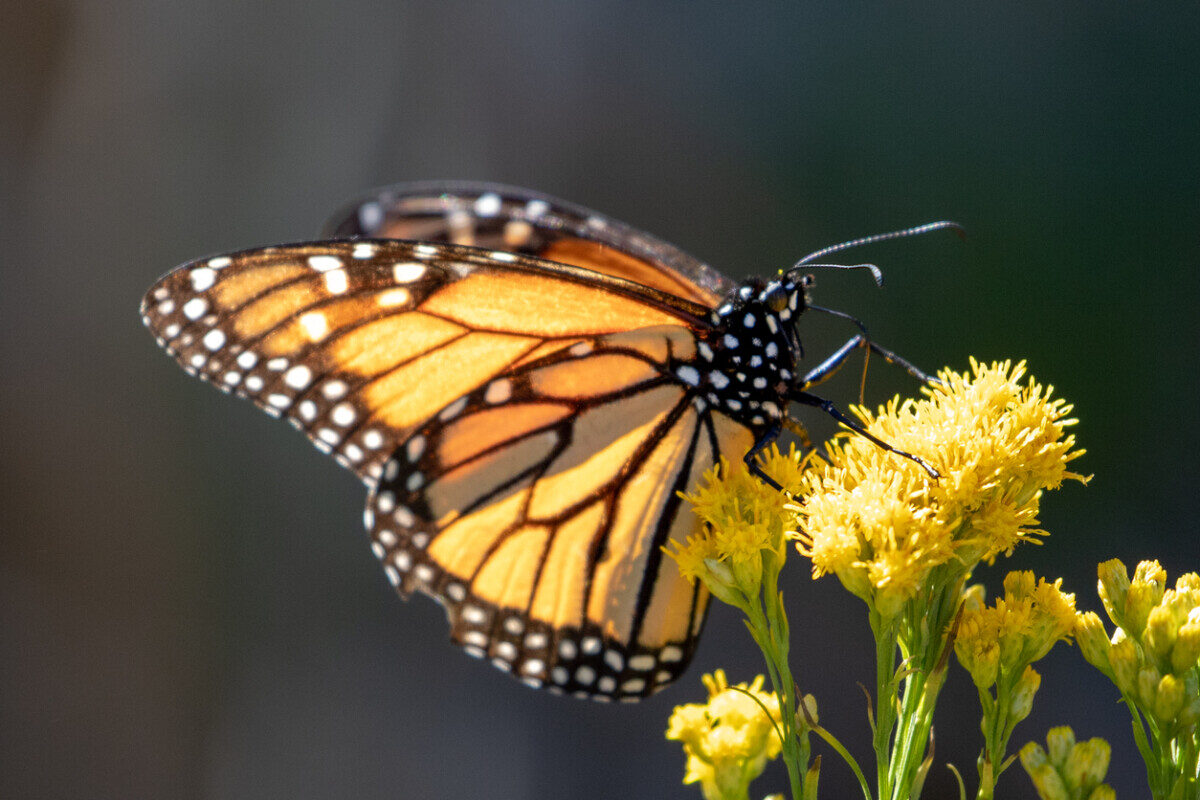 Experience the Butterflies at Pismo Beach 60 butterflies at Pismo Beach