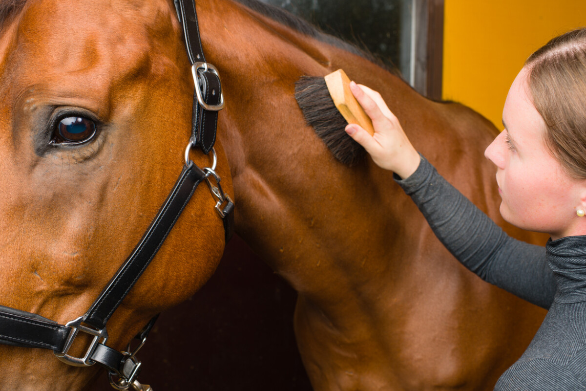 The 3 Essentials of Owning a Horse 4 Owning a Horse