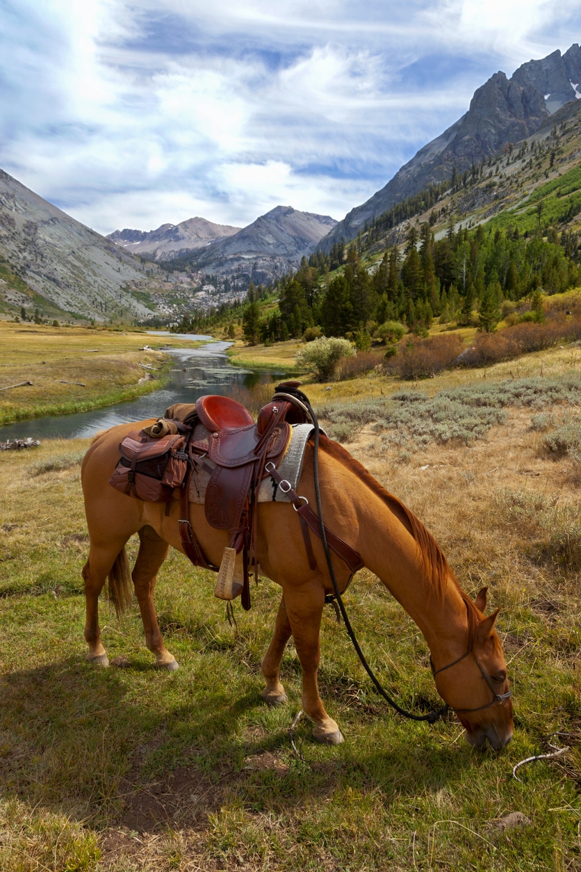 Owning a Horse