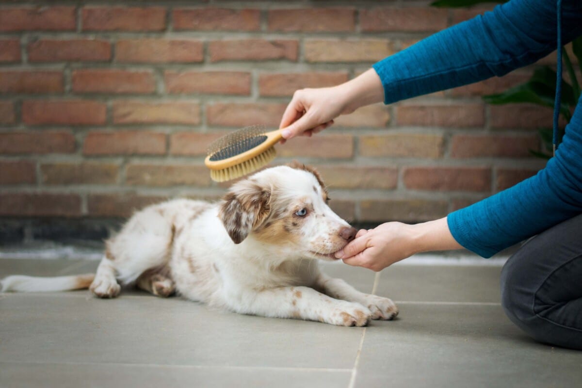 pet products in demand this summer