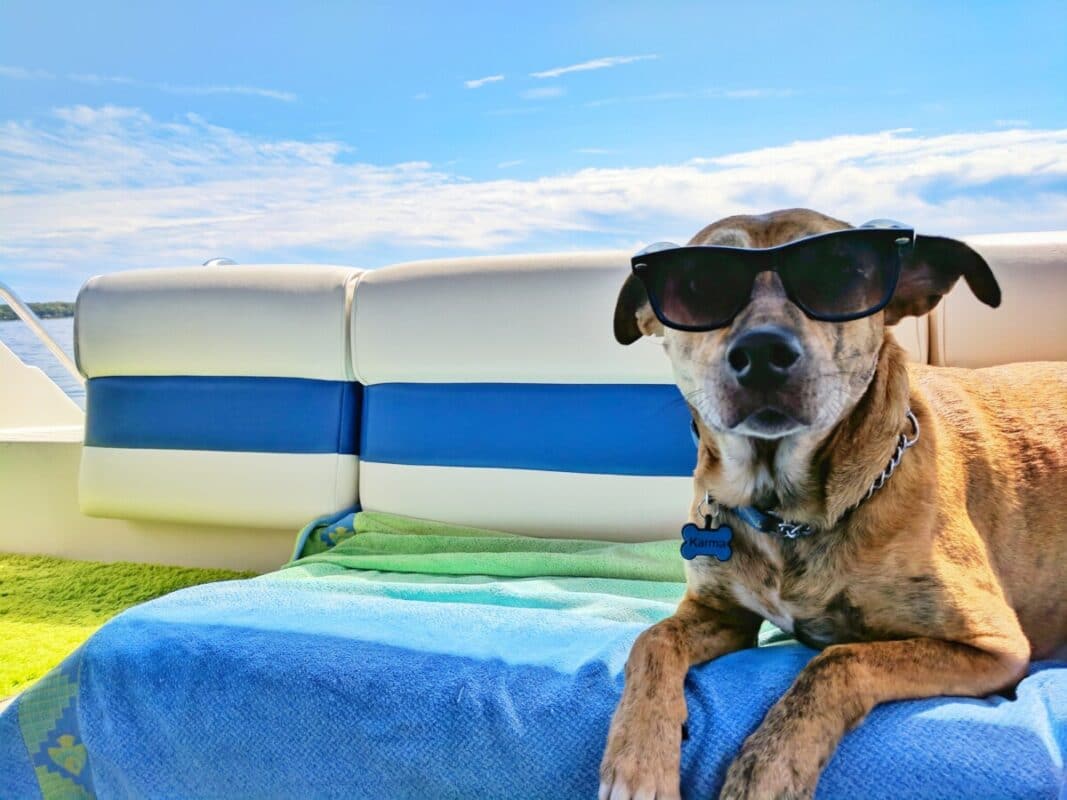 pet products in demand this summer