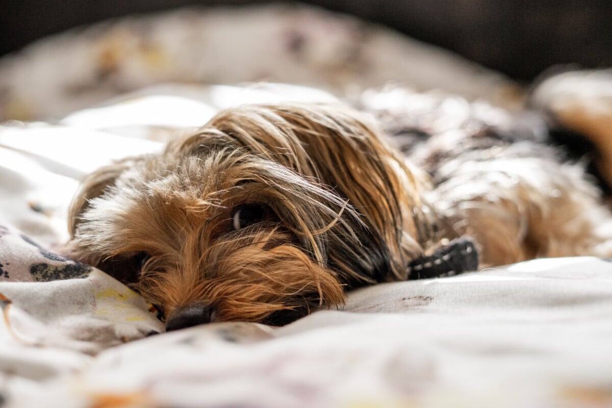 pet products in demand this summer