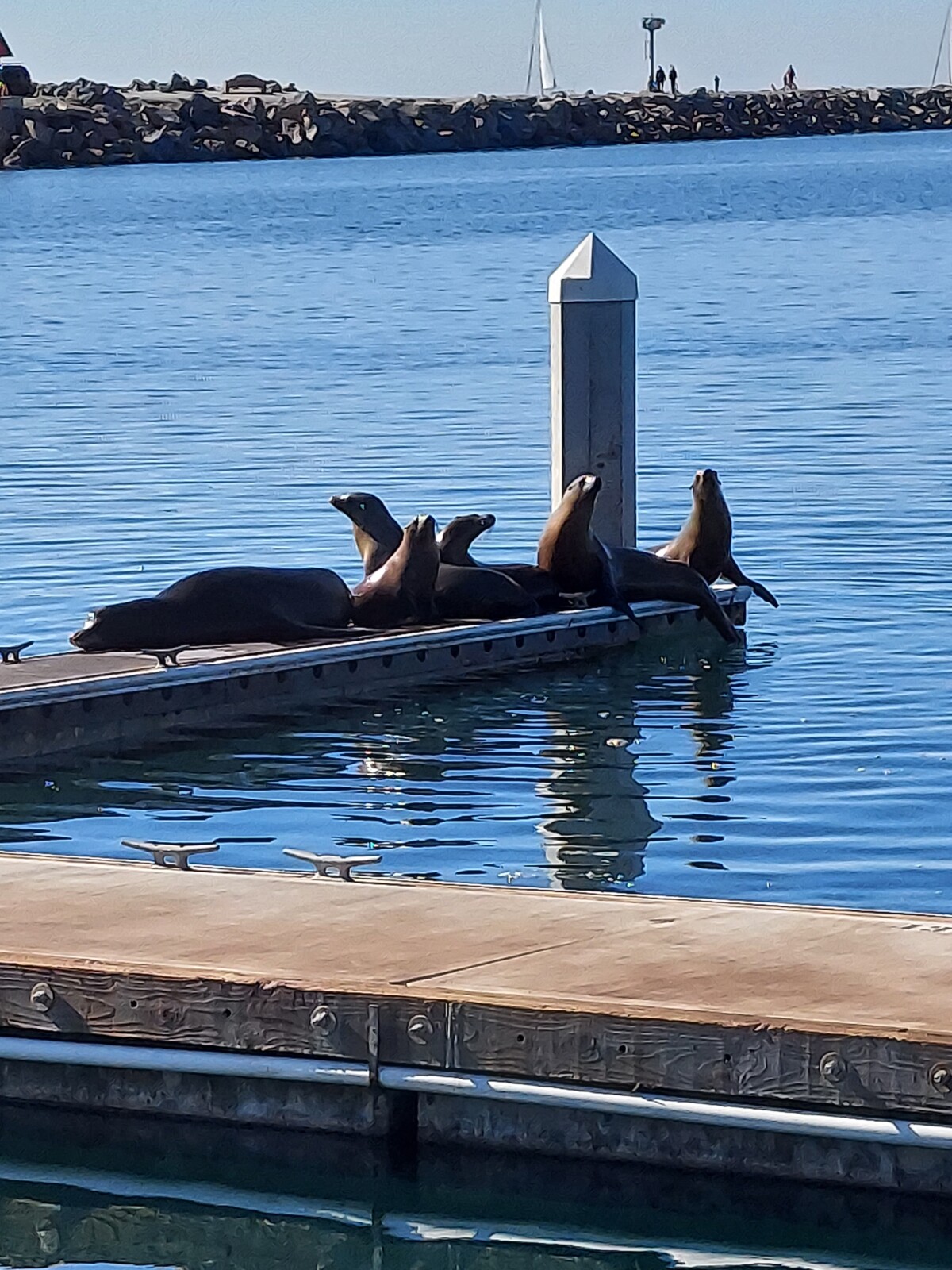 Sea Lions on the Pier 