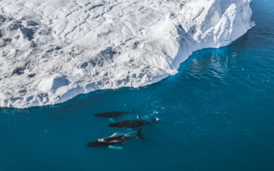Set Sail for the Arctic: Greenland and Arctic Circle