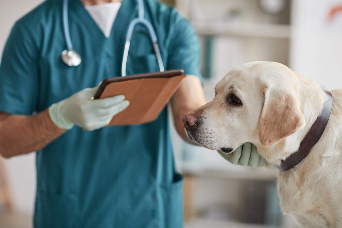 5 Tips for Traveling with an Emotional Support Animal 2 Traveling with an Emotional Support Animal