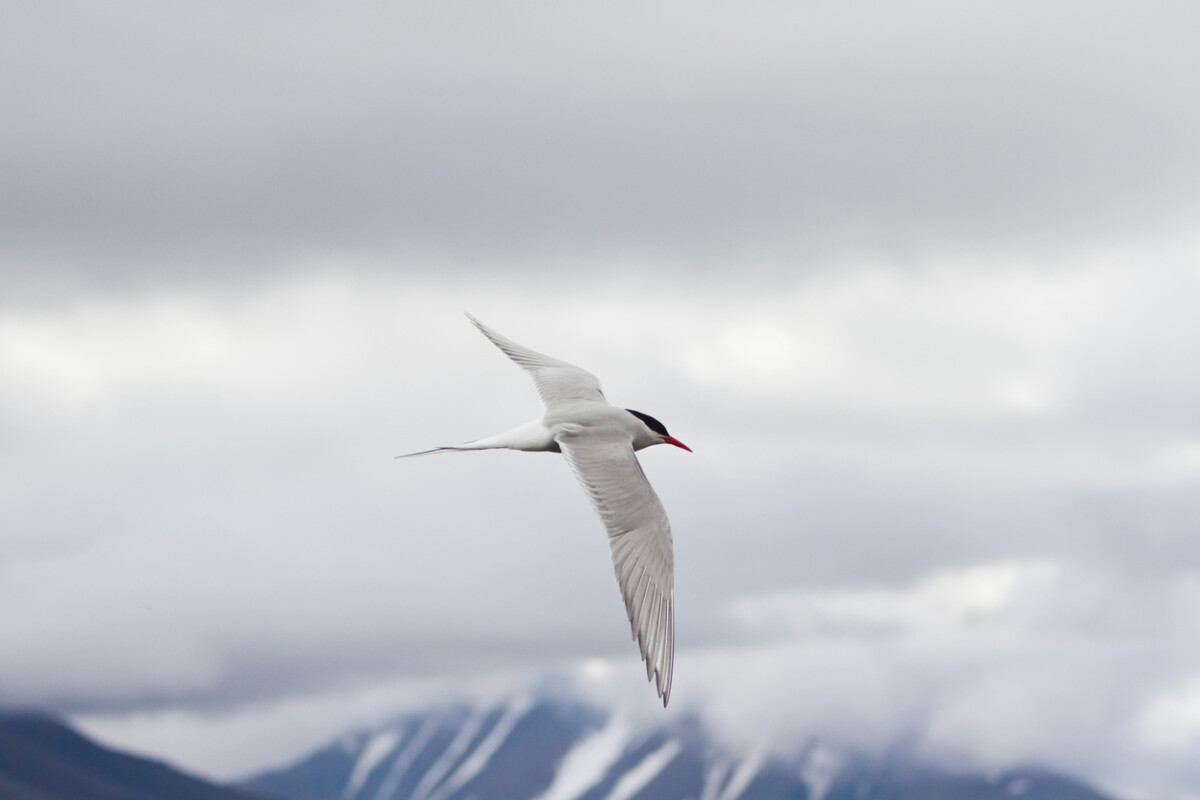 Why Should the Arctic be Your Next Cruise? 4 arctic cruise