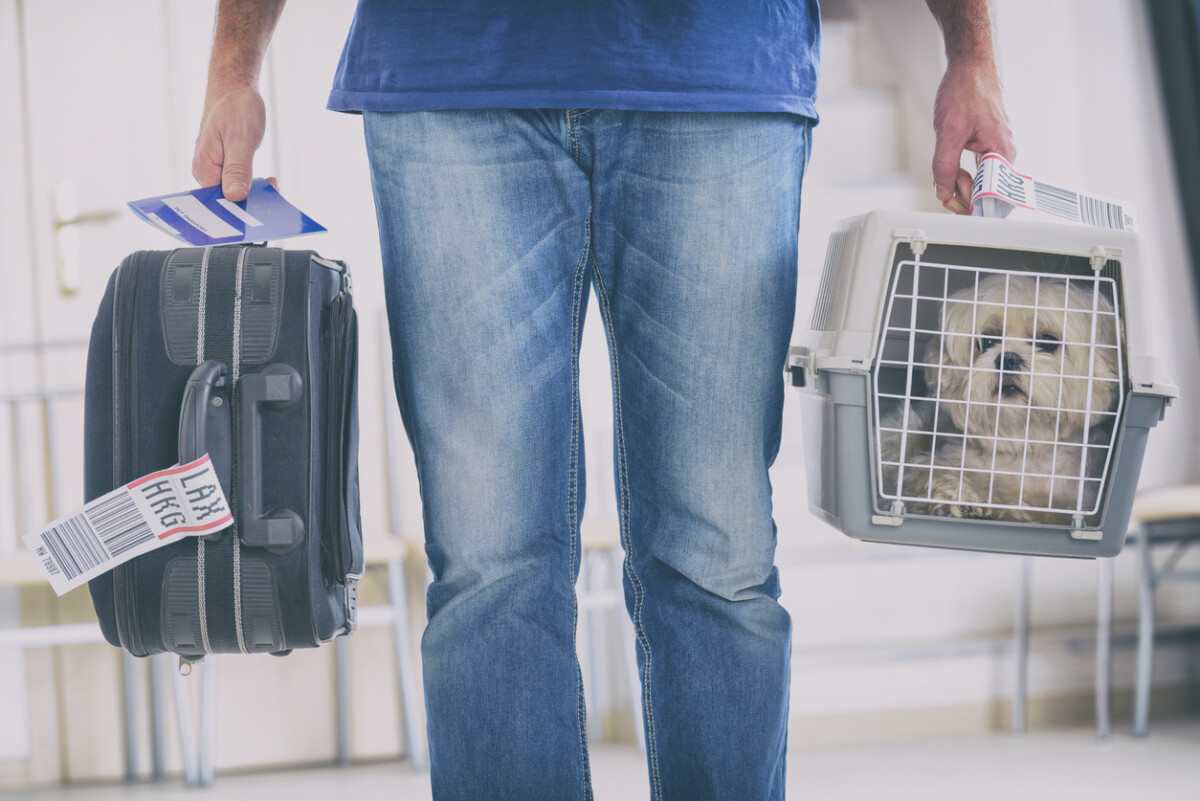 5 Tips for Traveling with an Emotional Support Animal 1 Traveling with an Emotional Support Animal