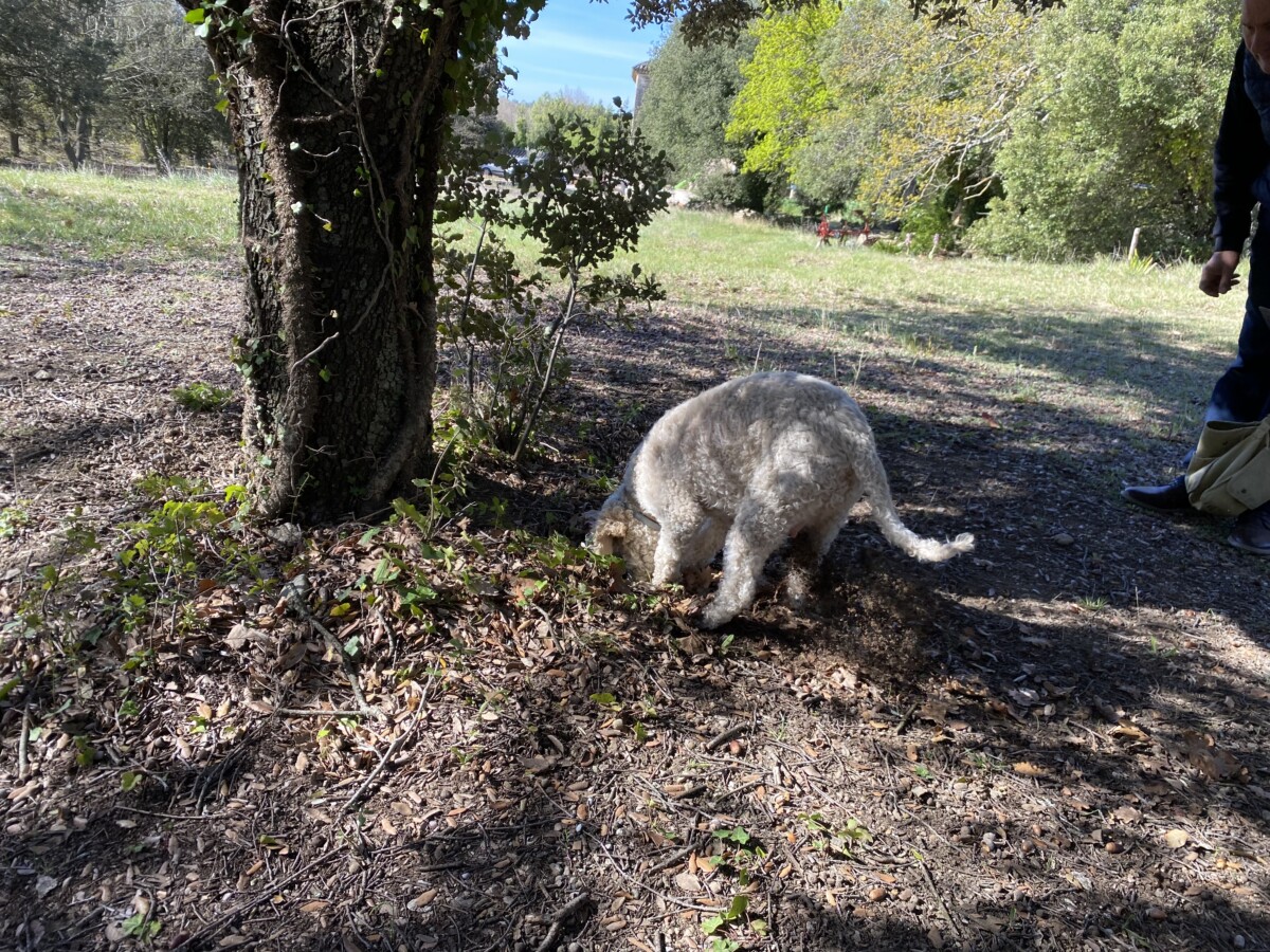 A Cultural Feast Cruising up France's Rhône River 11 Dog hunting truffles
