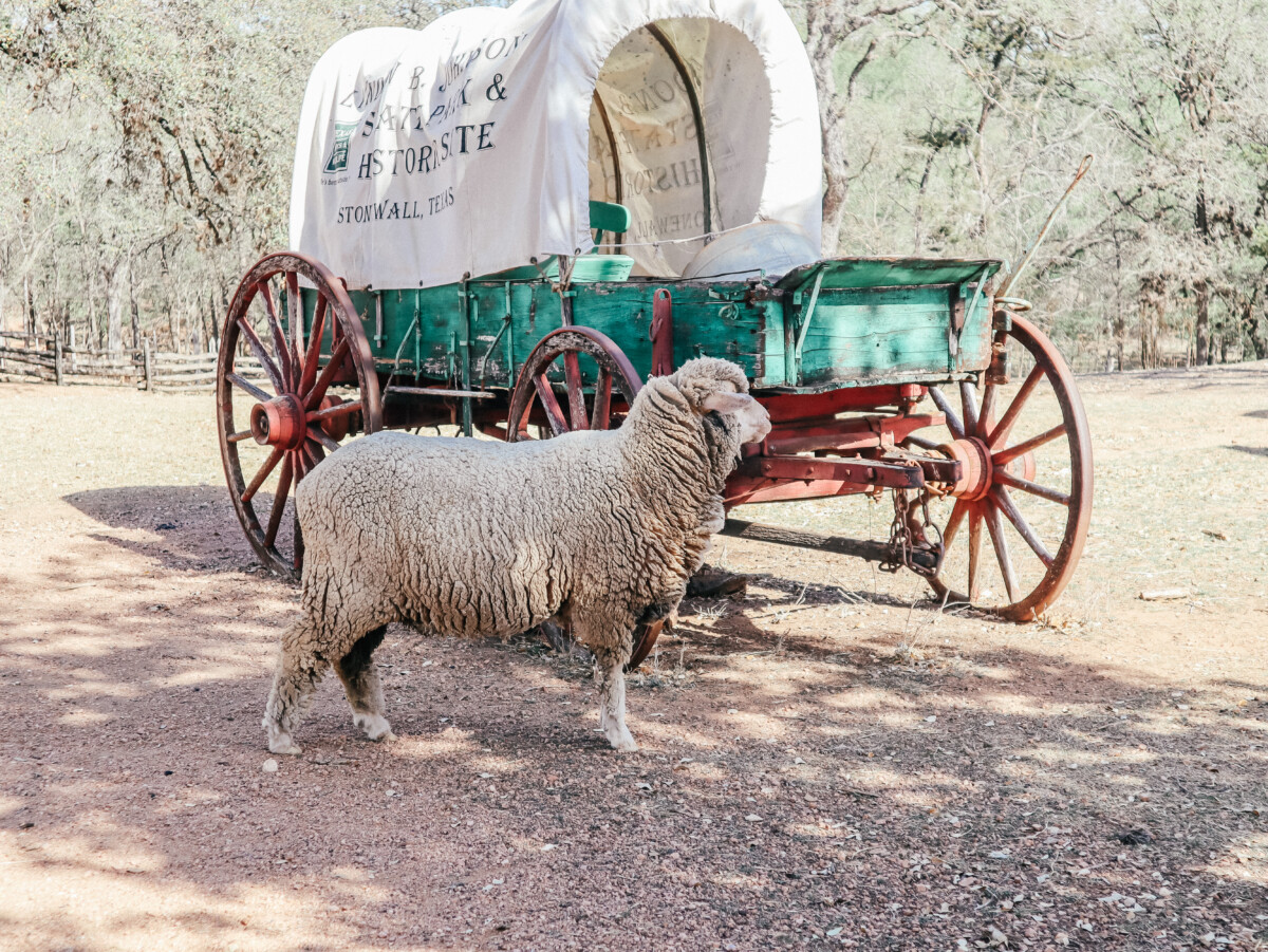 9 Day Trips from San Antonio 8 Sauer Beckman living history farm Fredericksburg TX