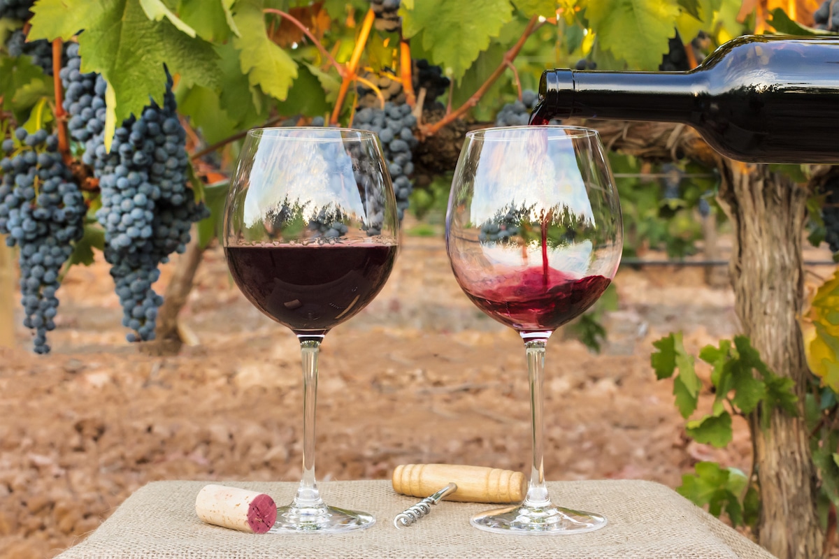 Wine tasting, rhône river cruise