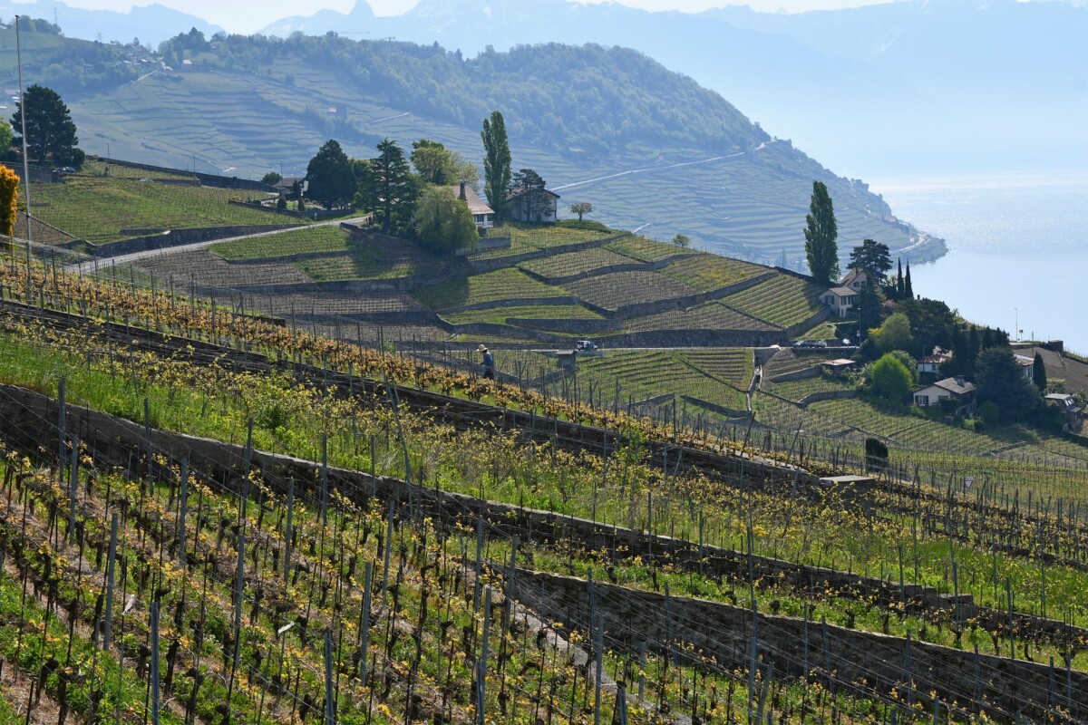 Ultimate Guide to 2 Days in Lausanne, Switzerland 9 The Lavaux Vineyards are a UNESCO World Heritage Site.