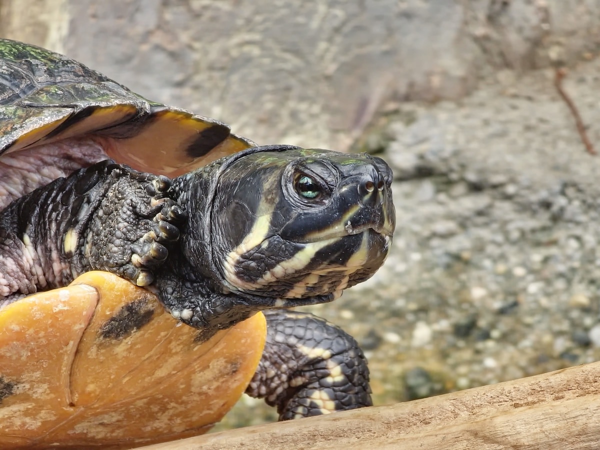 Roanoke Island freshwater turtle