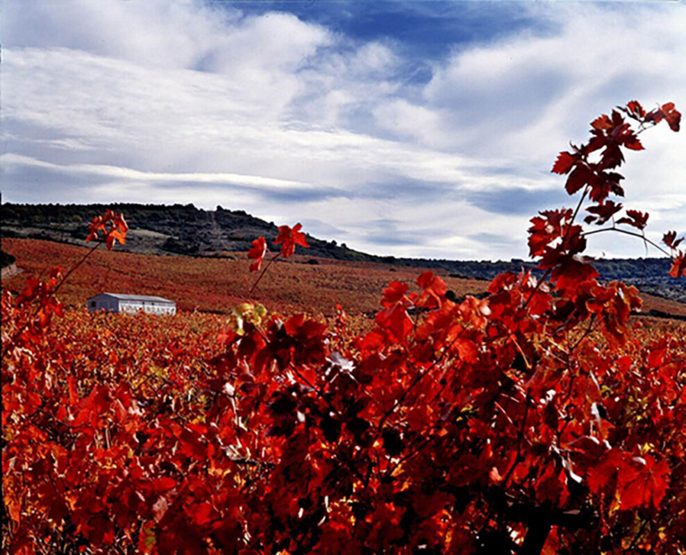 La Rioja Alta Viña Ardanza Vineyard © La Rioja Alta