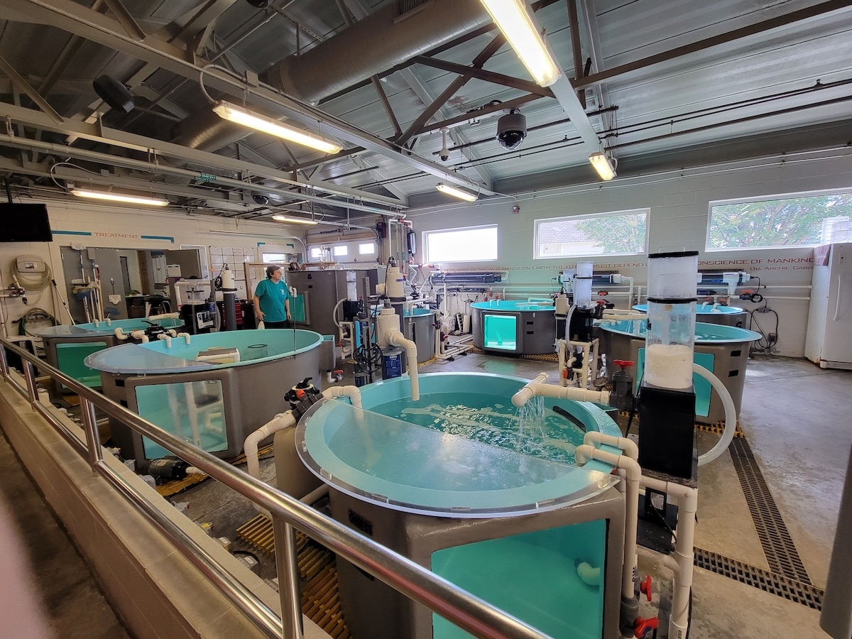 Roanoke Island Sea Turtle Hospital