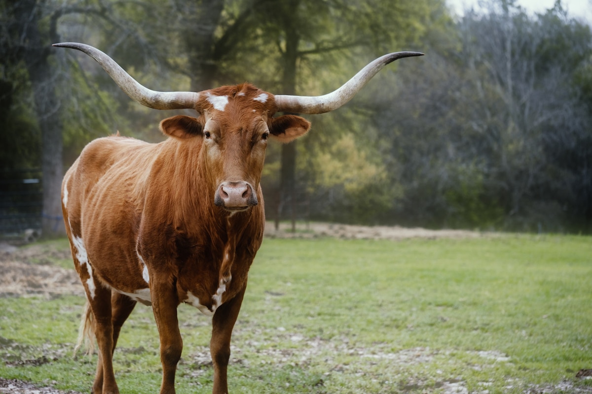 road trips from Houston