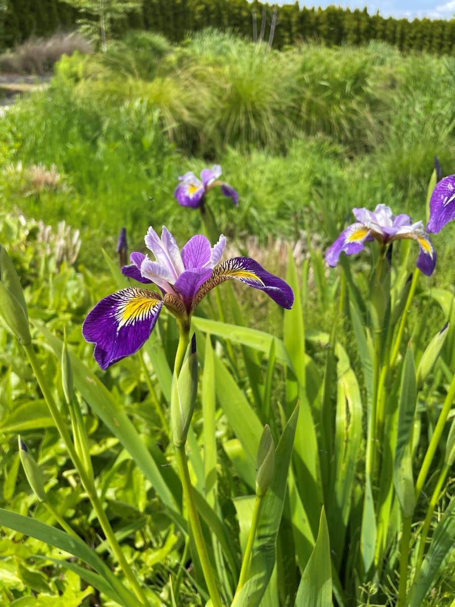 Flowers in The Oregon Garden on the Marion Farm Loop.