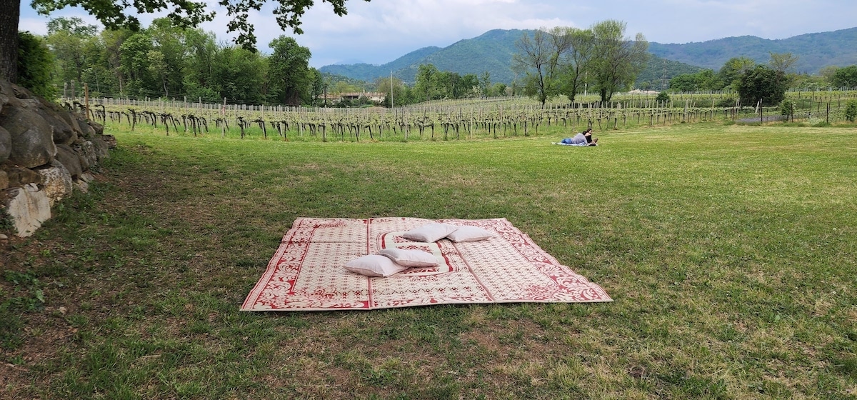vineyards of Mosnel