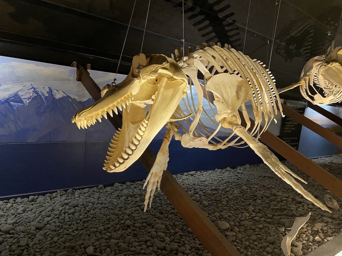 Inside the Whale Museum in Husavik.