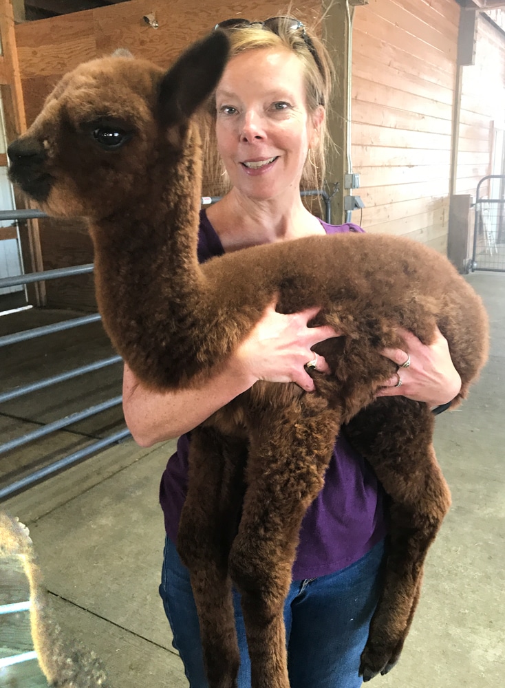 A baby alpaca.