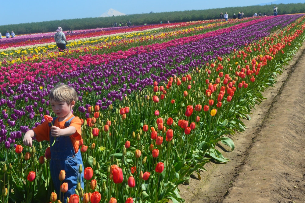 Wooden Shoe tulip farm.